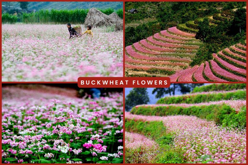 Buckwheat flowers in Vietnam